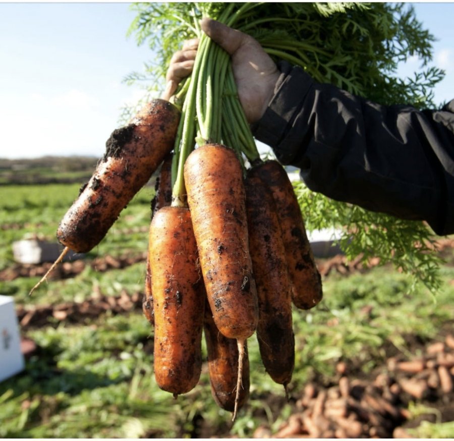 3 kg cà rốt cỡ vừa