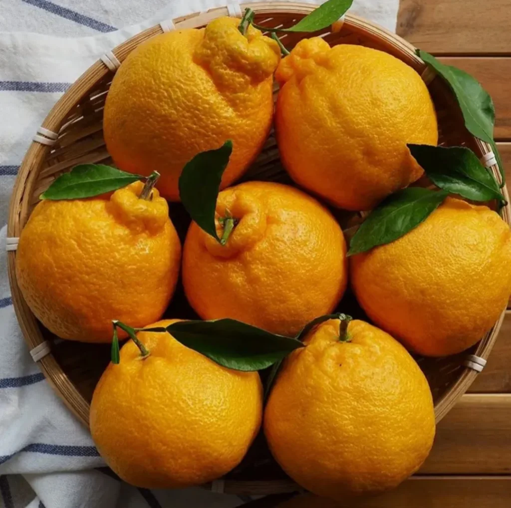 Hàm lượng đường cao Jeju Hallabong 4,5kg