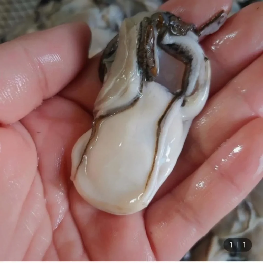 Hàu sống Tongyeong 2kg