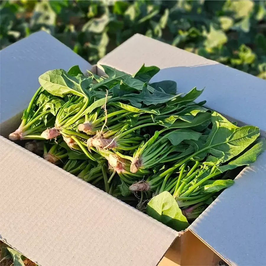 Rau muống Namhae 1kg