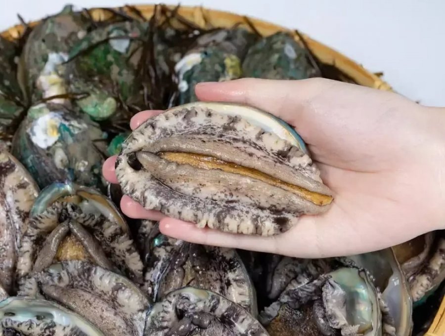 Bào ngư, hành tây