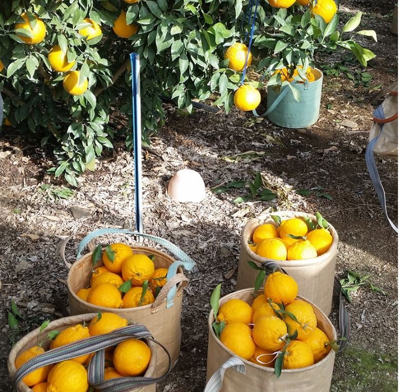 Hallabong đường cao Jeju Noji 3kg 5kg 10kg