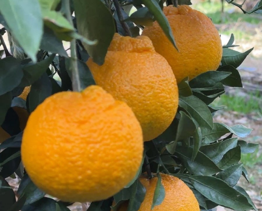 Channeulbom Hallabong Royal và 4,5kg