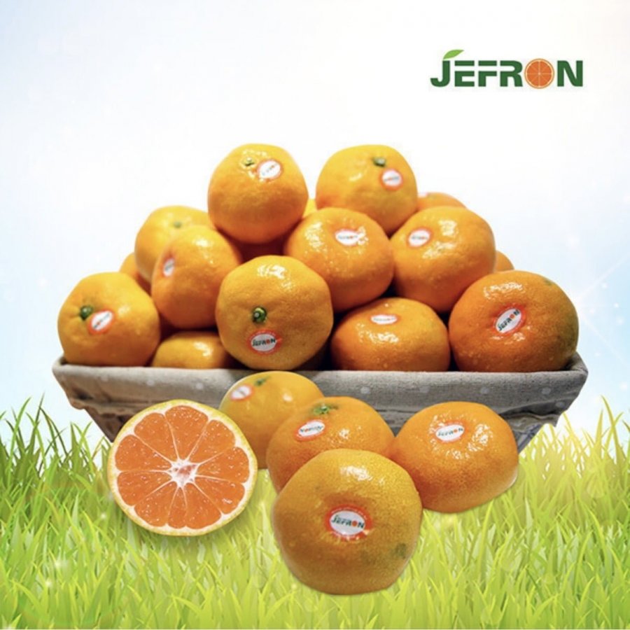 Quýt sớm Jeffron 9kg quả vừa đến lớn