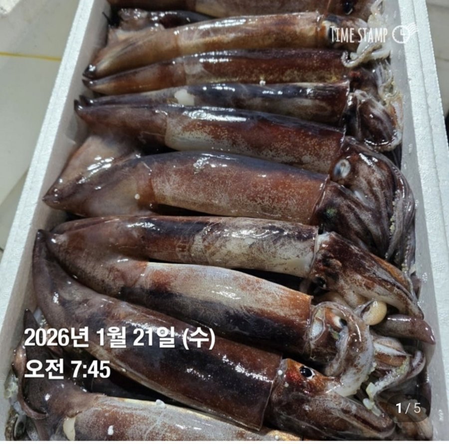 Mực sống nội địa 1kg 2~3 con