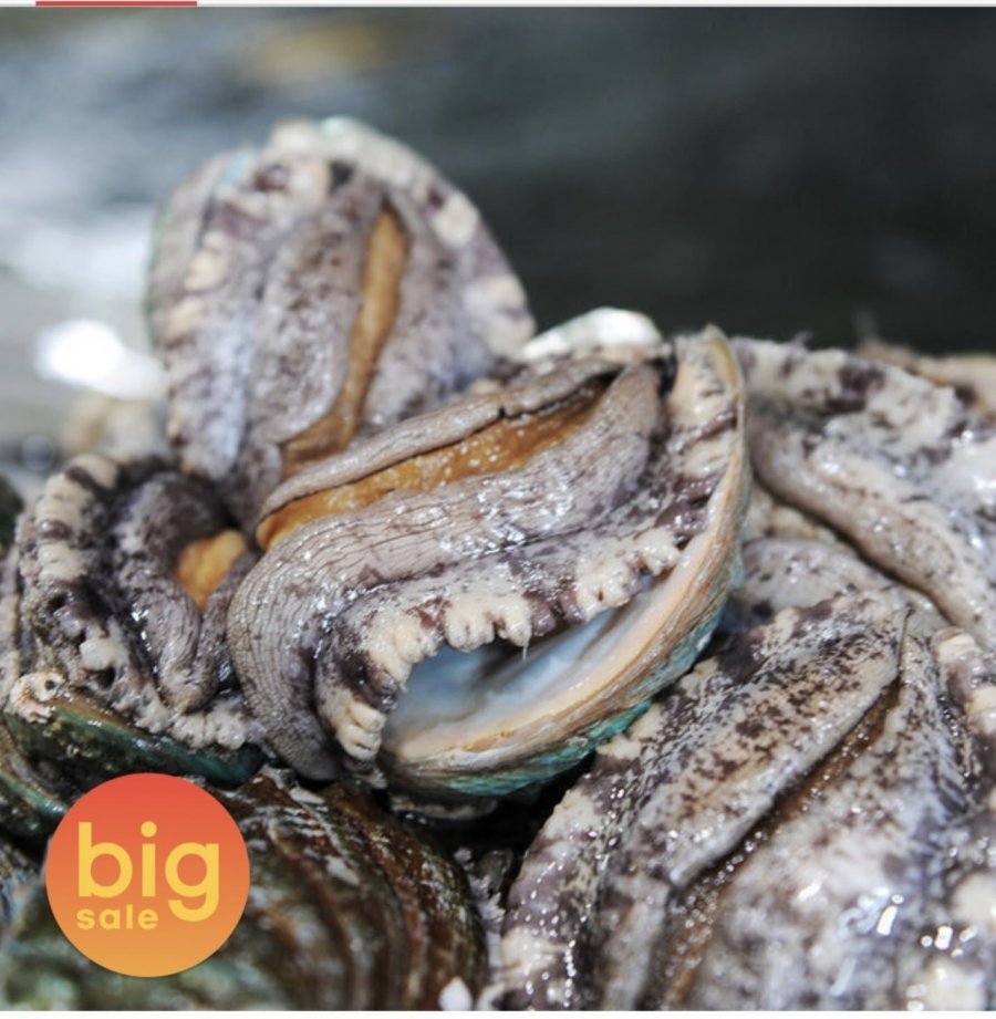 Đồng phục chiến tranh Wando Daewang size đặc biệt 6~7 size 1kg