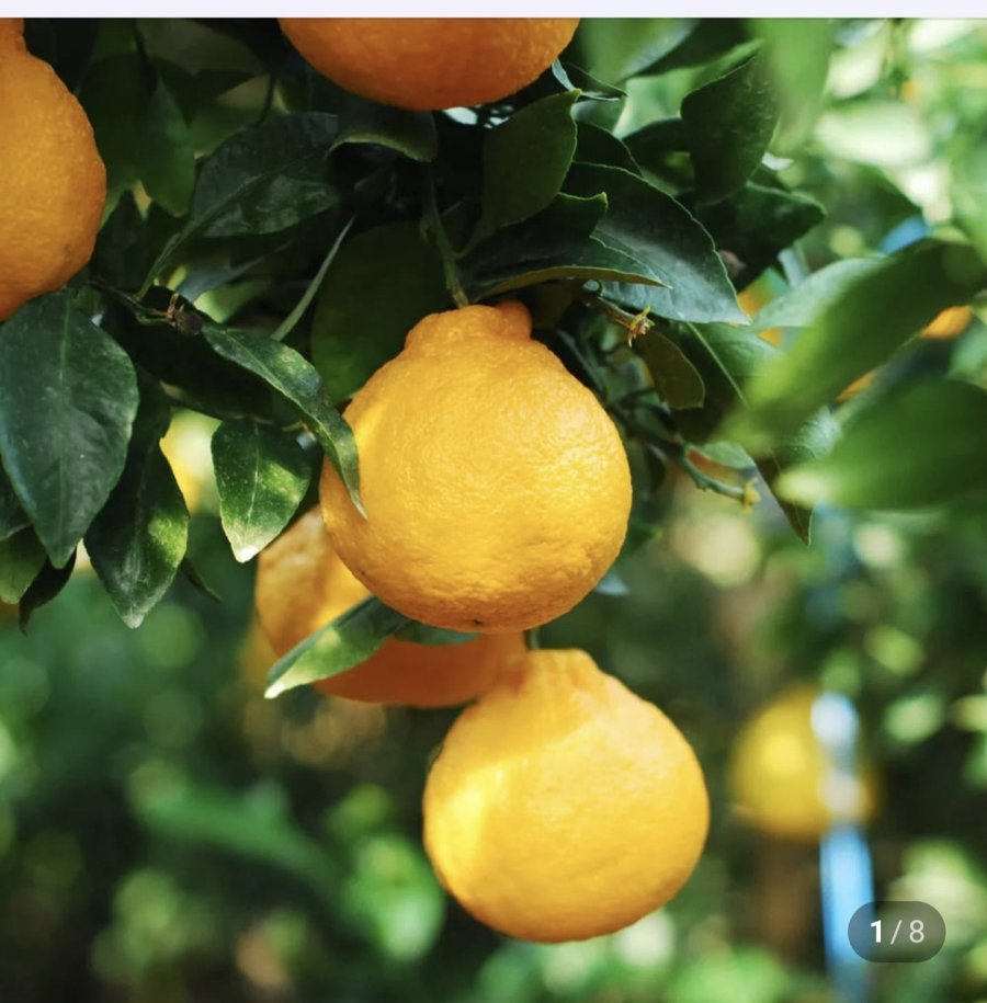 Hallabong hộ gia đình 3kg đồ ăn nhẹ cỡ vừa và nhỏ