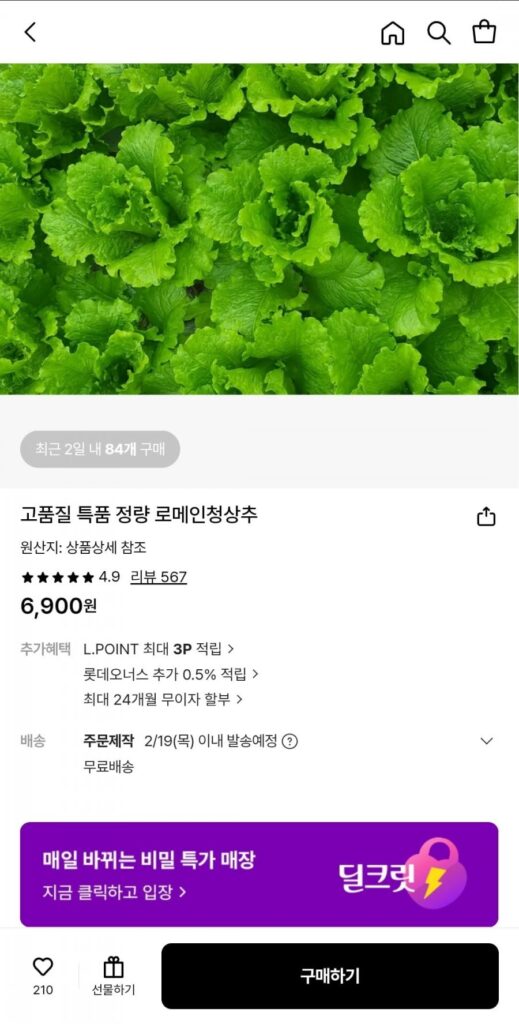 Xà lách romaine xanh số lượng đặc biệt