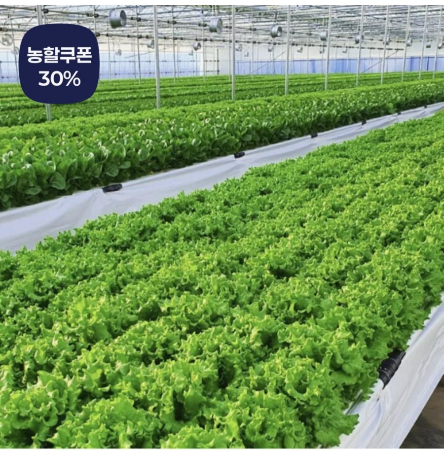 1 kg rau salad kiểu Âu