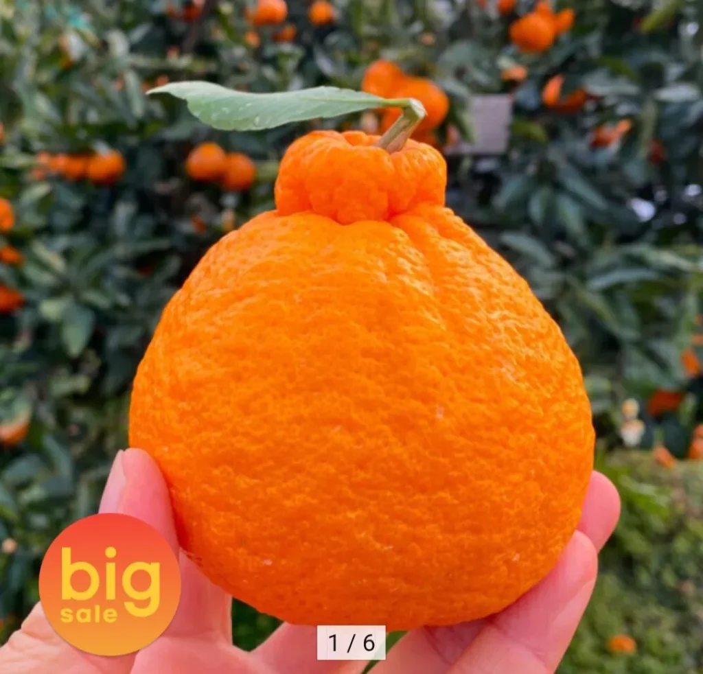 Nhà Jeju Hallabong 5kg