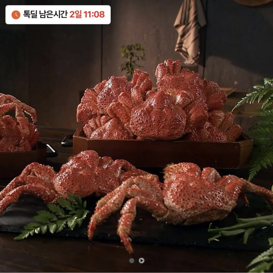 3 con cua tuyết đỏ hoang dã kiểu Hannong