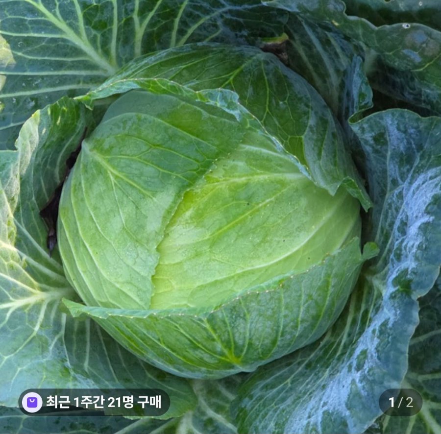 5 kg bắp cải nội