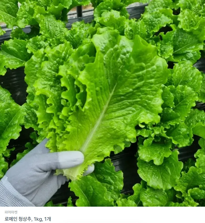 Xà lách romaine xanh, 1kg, 1 miếng