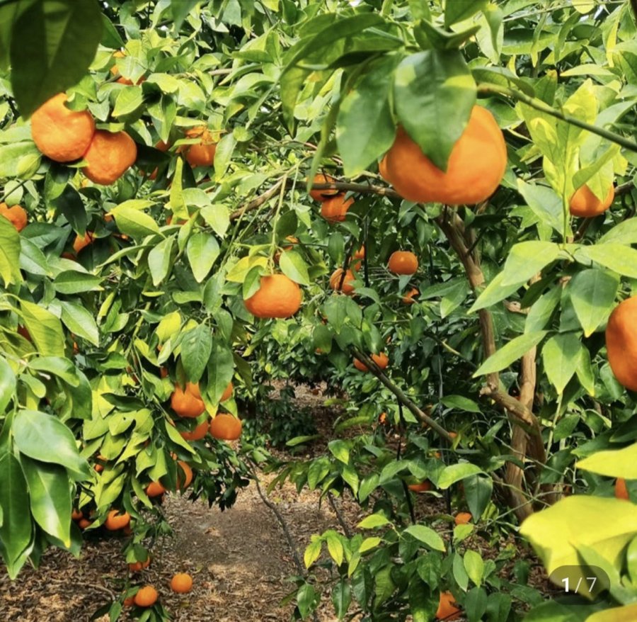 Quả hồng hương vị hoàng tử mùa đông Jeju Fanta 2kg