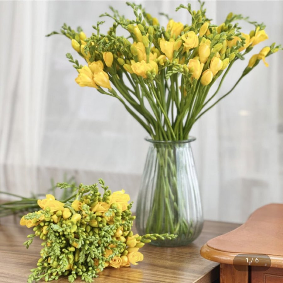 20 bông lan Nam Phi tươi