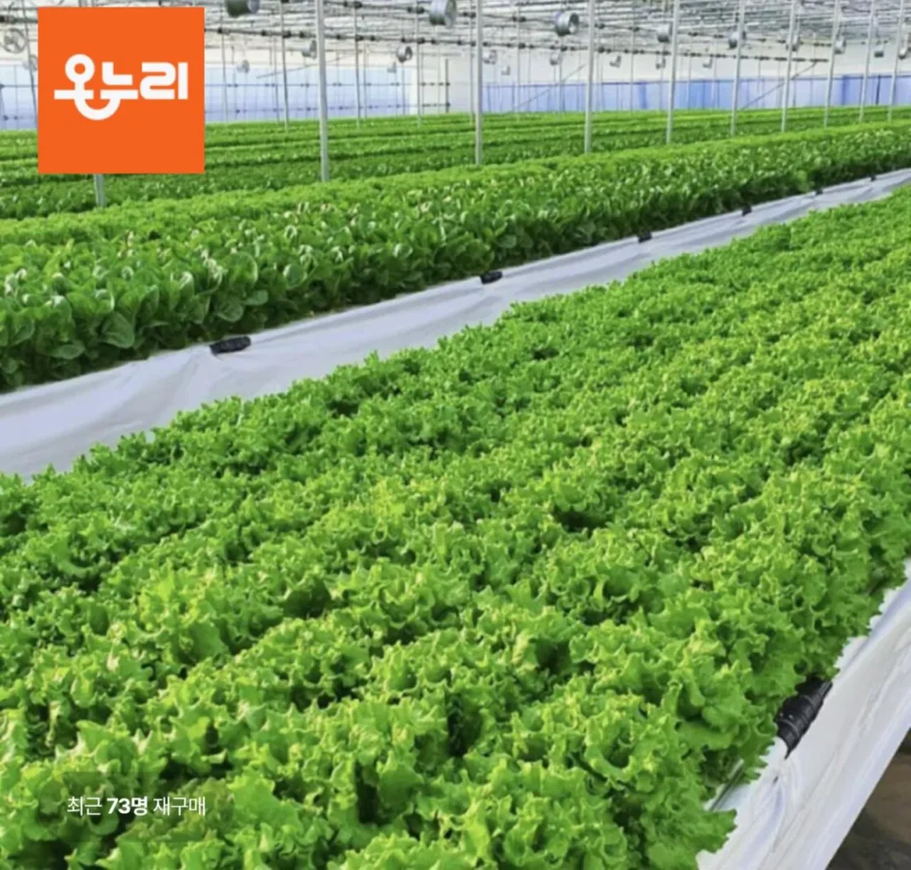 Rau xà lách các loại 1kg