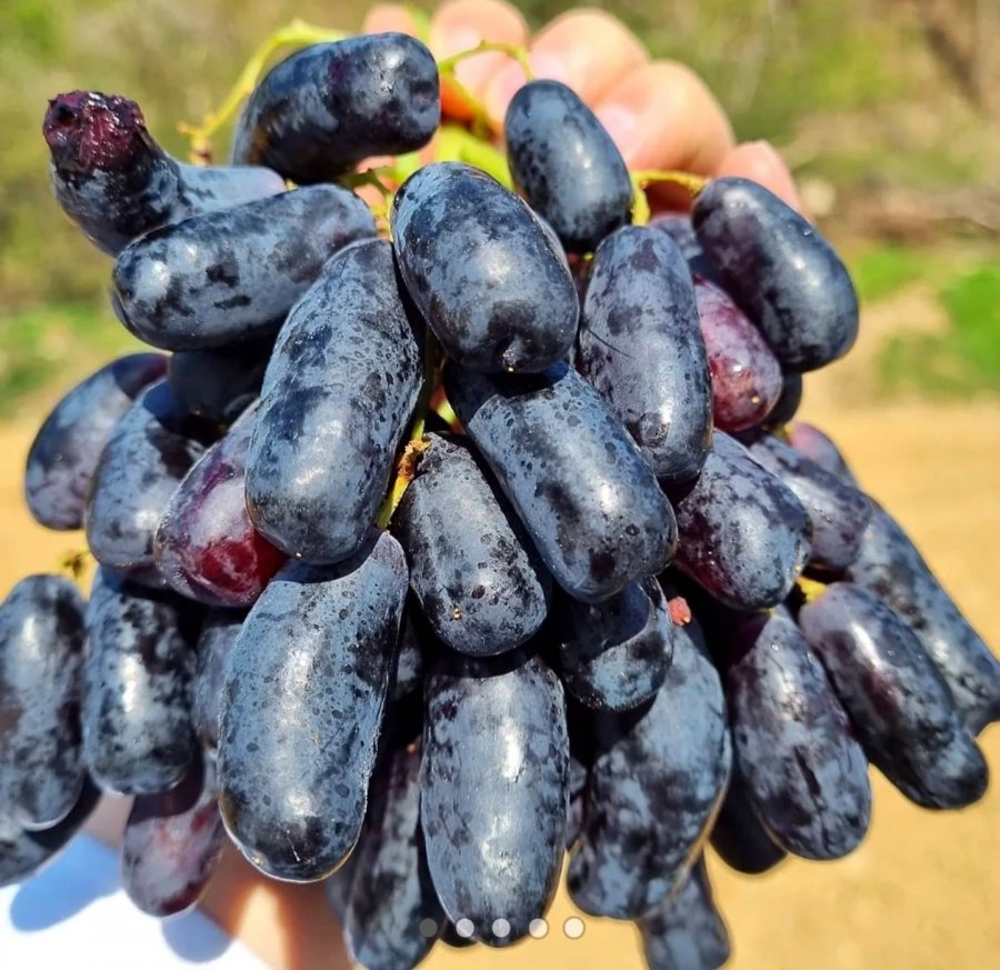 Nho sapphire đen nhiều đường 1kg