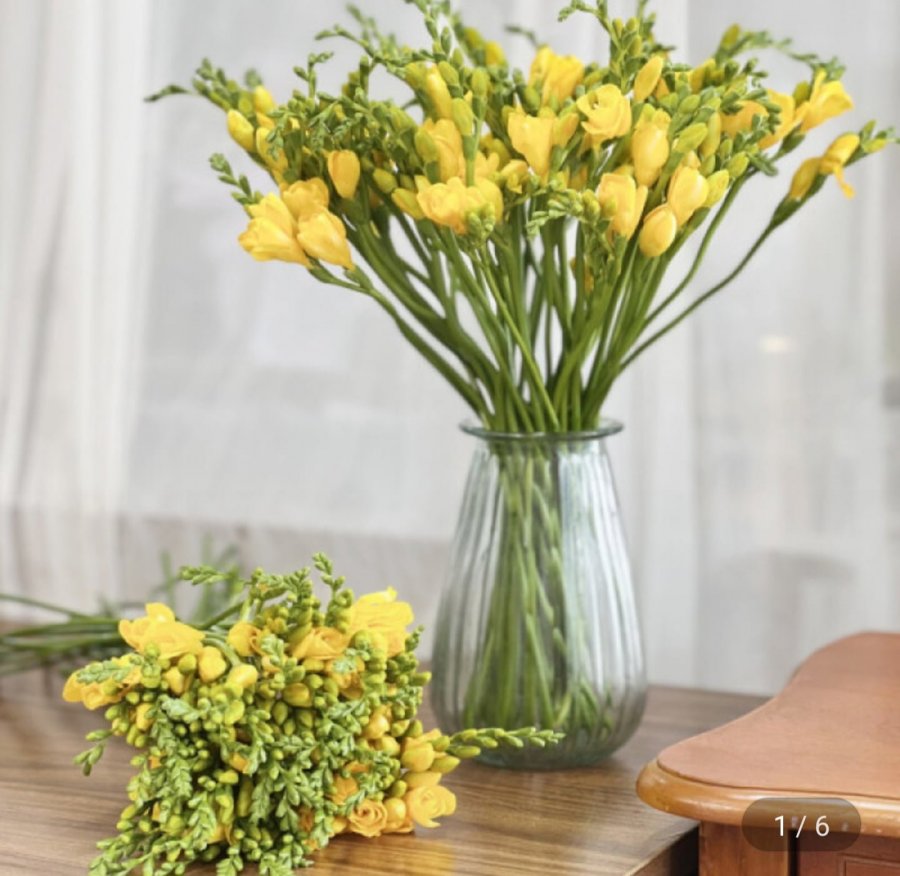 20 bông lan Nam Phi tươi