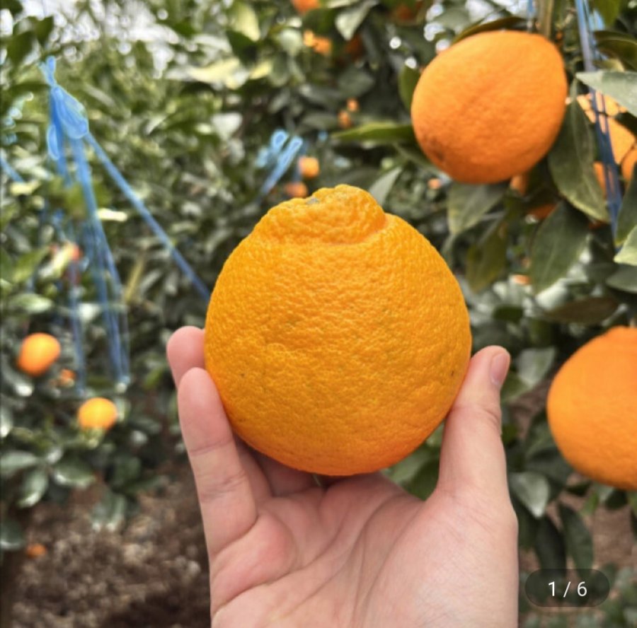 Noji Hallabong trọng lượng tịnh 4,5kg