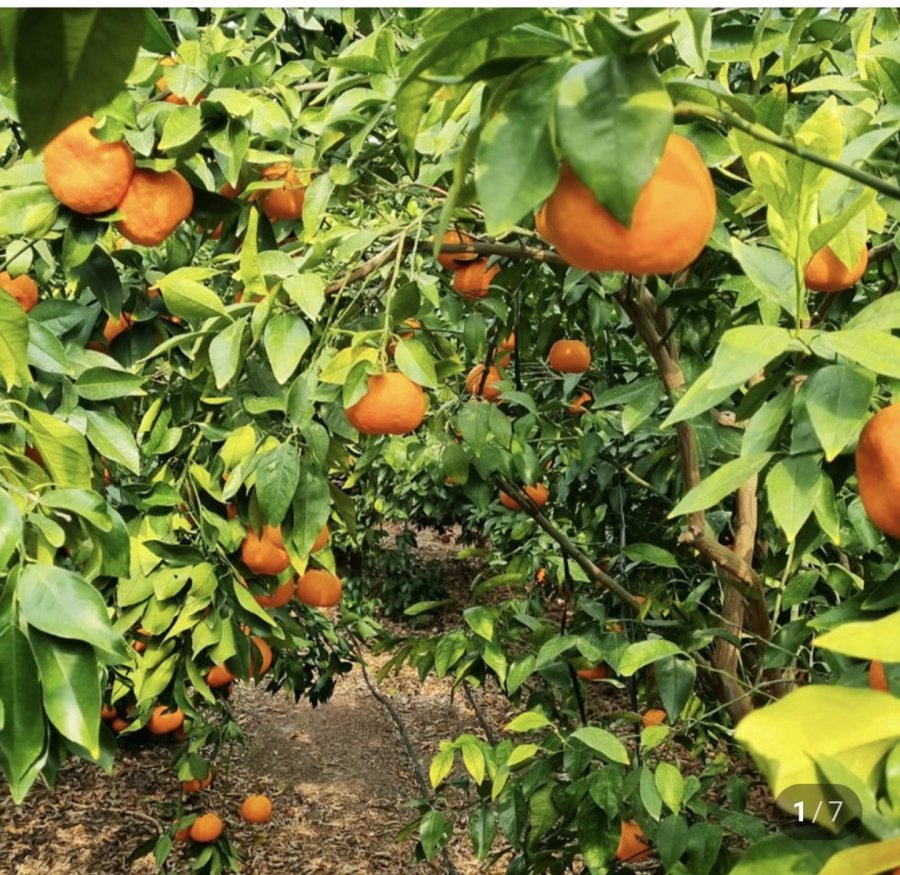 Quýt vị hoàng tử mùa đông Jeju Fanta