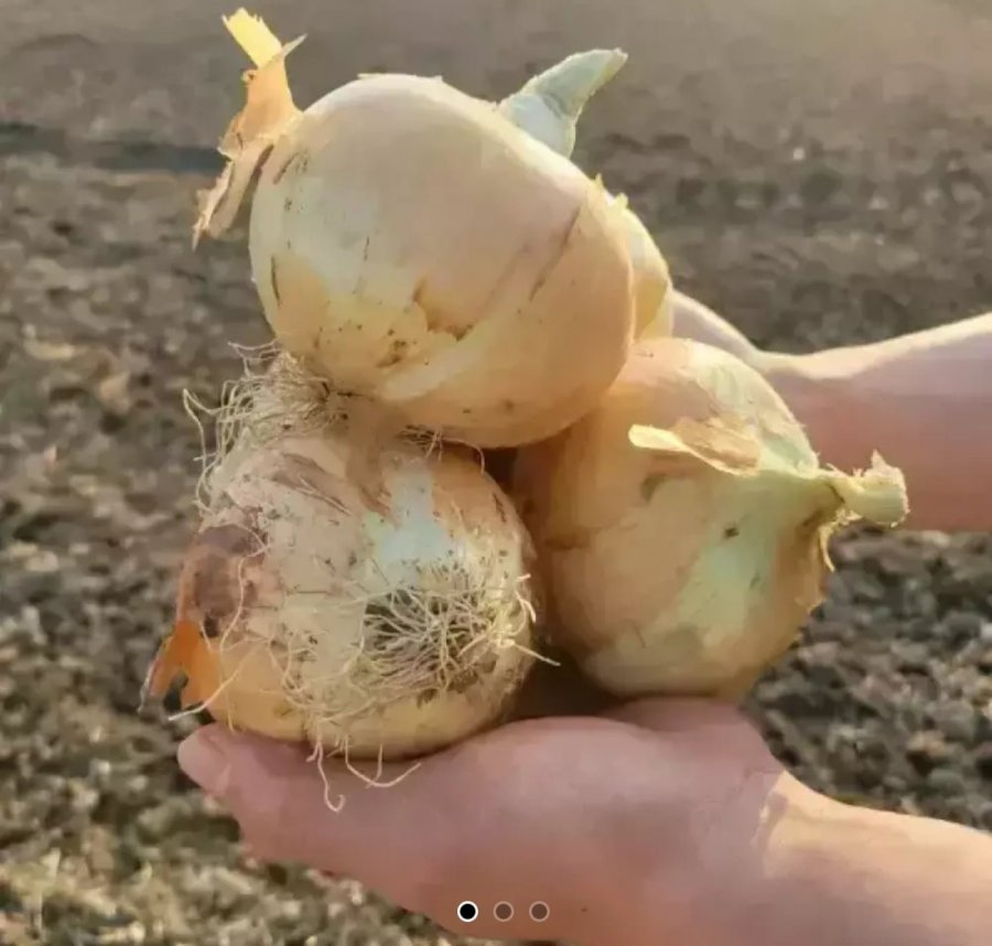 5kg hành tây cỡ vừa