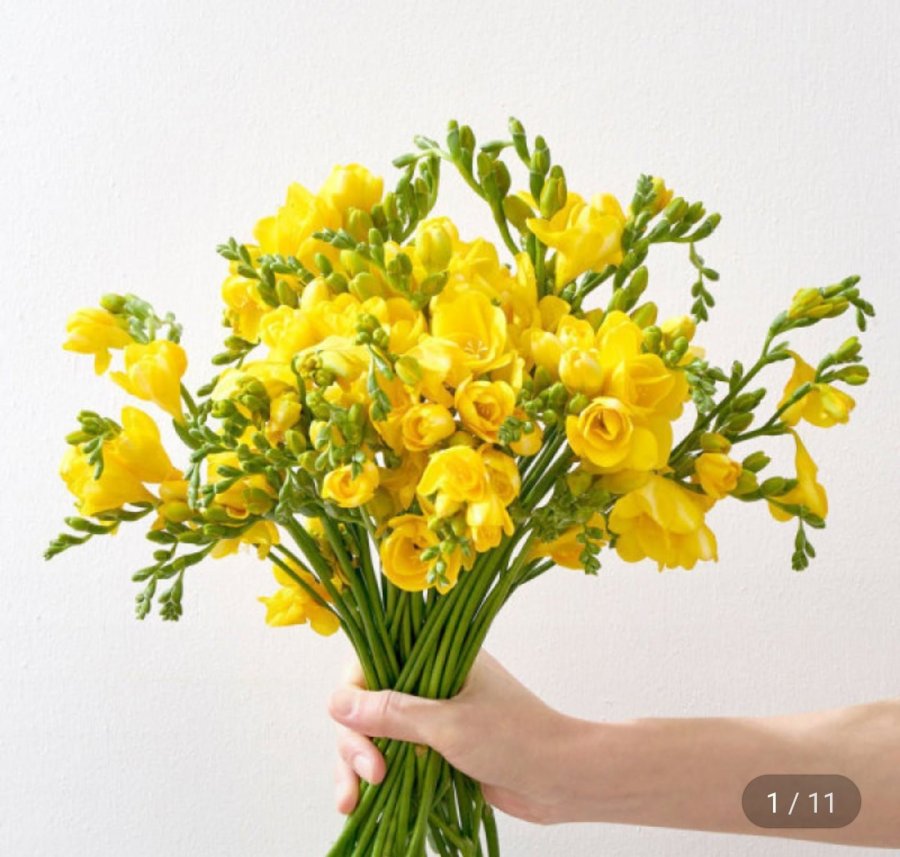 20 cành lan Nam Phi + quà bảo quản