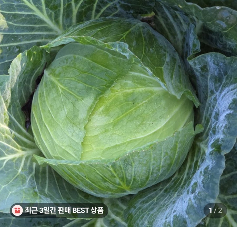 Bắp cải Jeju 3kg