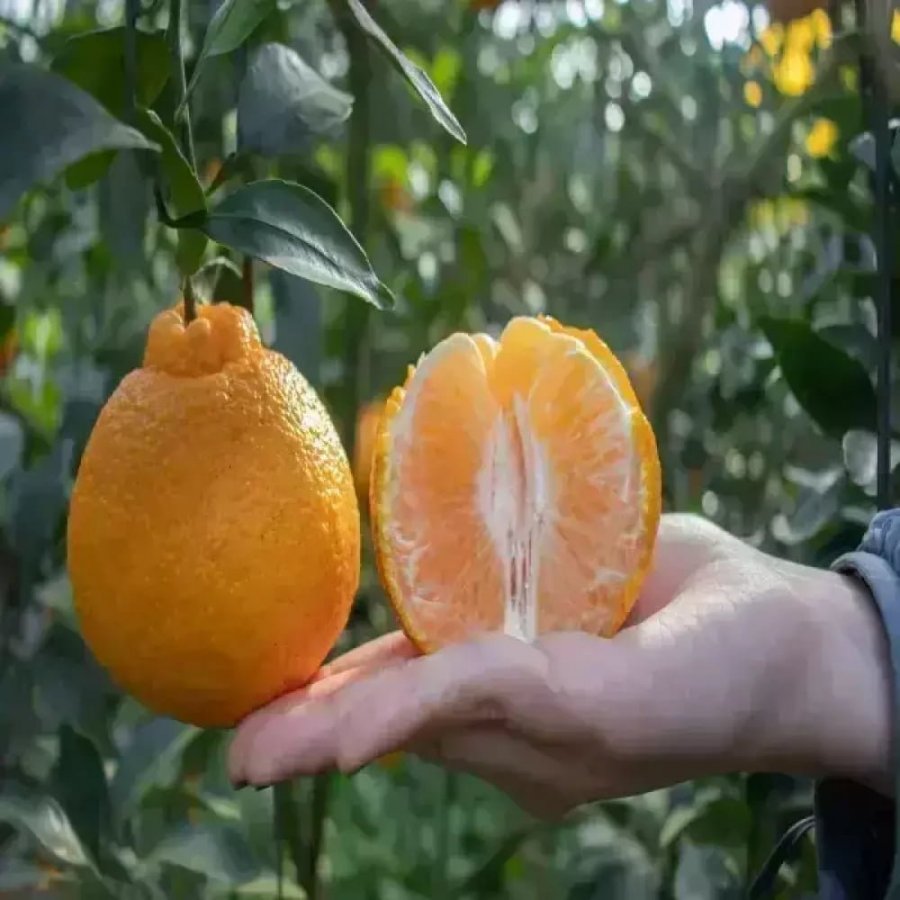 Trực tiếp từ Jeju, hàm lượng đường cao theo mùa Hallabong 4kg Royal Jungdaegwa, khoảng 20 miếng