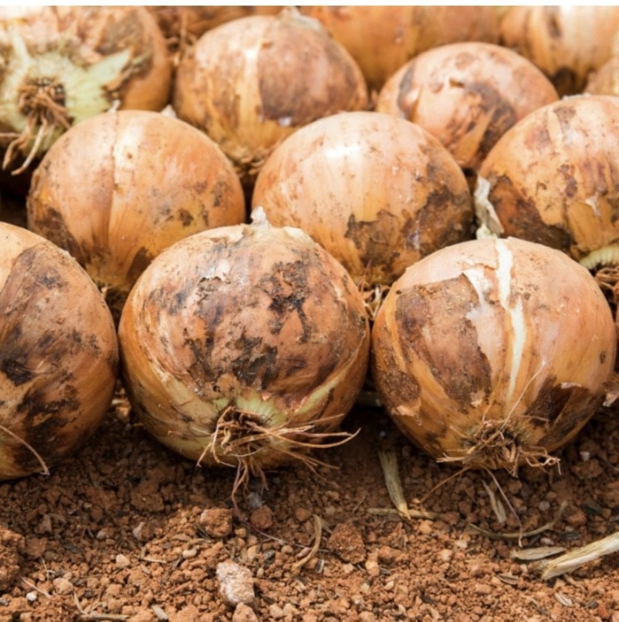 Hành tây Kyungbuk Uiseong 5kg