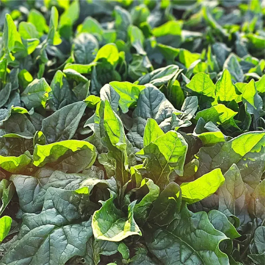 Rau muống Namhae 2kg