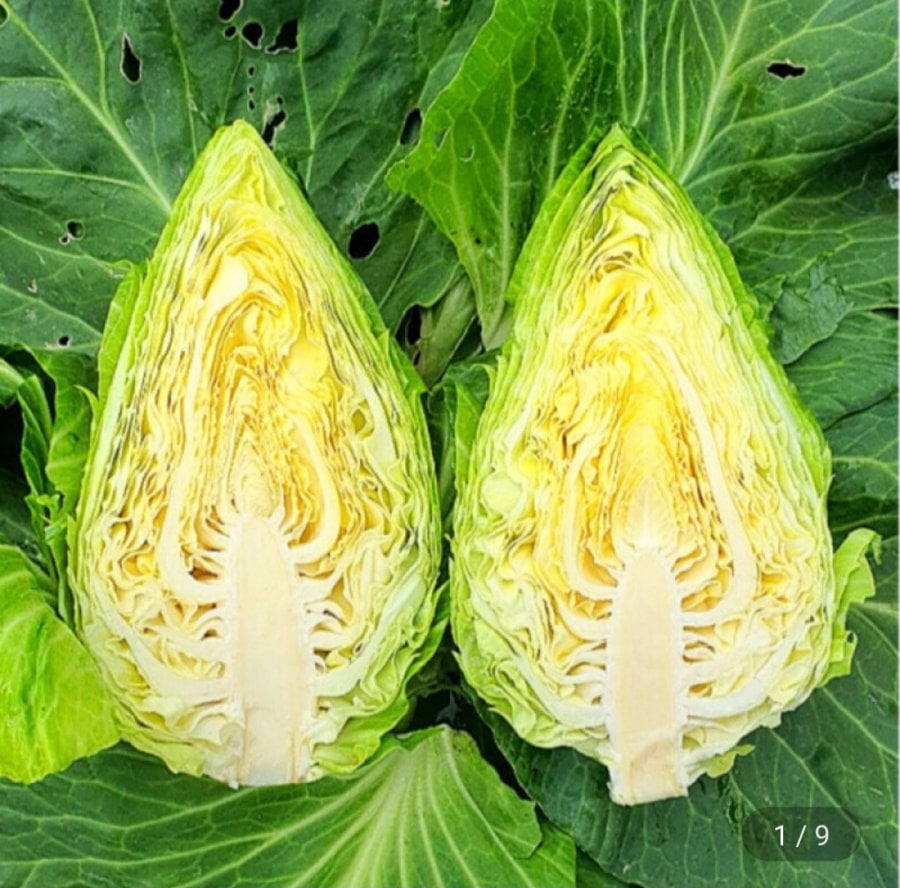 Bắp cải Jeju dùng tại nhà 5kg