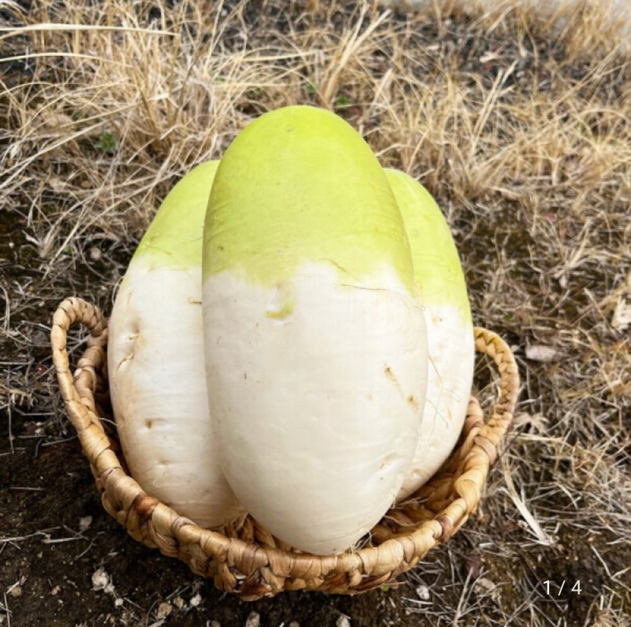 Củ cải mùa đông Jeju nội địa 10kg