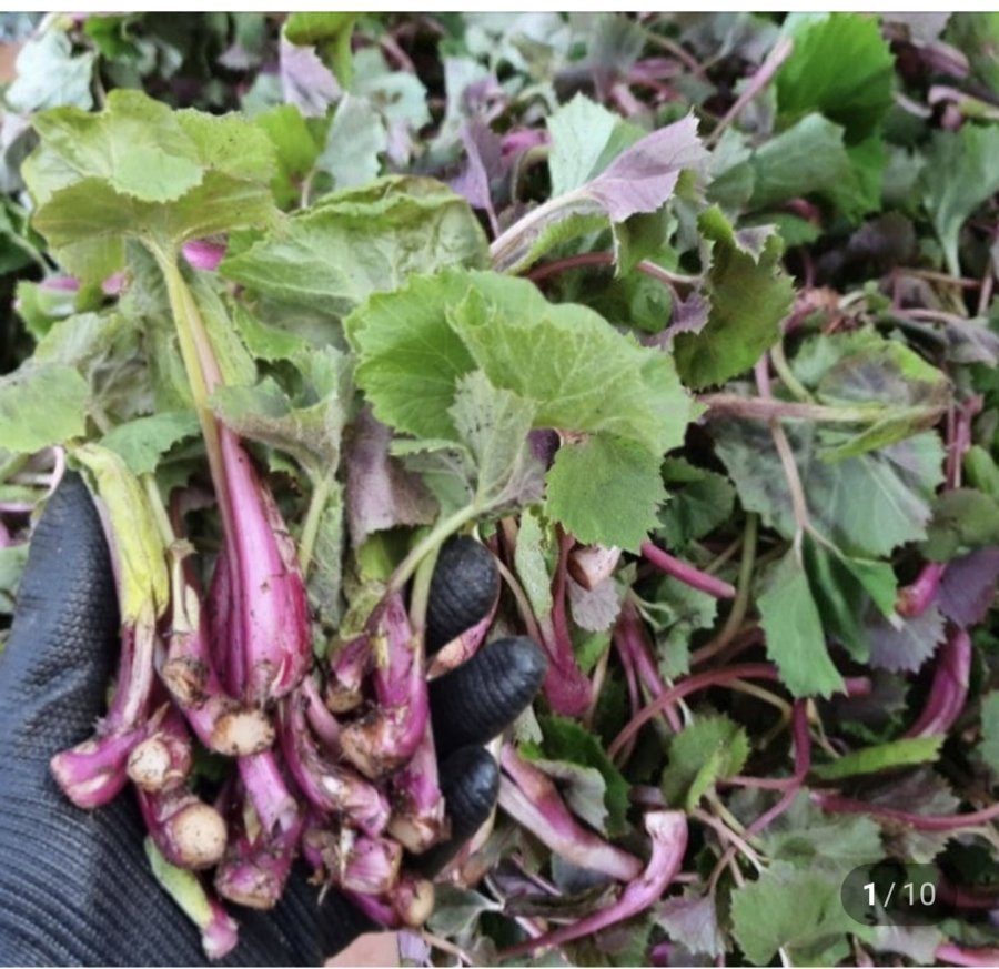 500g mầm bơ tự nhiên