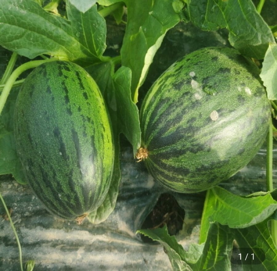 Dưa đu đủ 2kg, khoảng 3~7 miếng