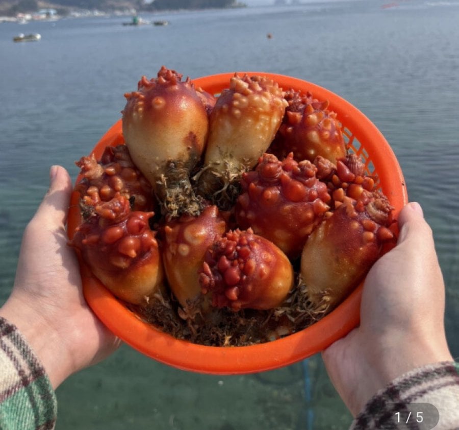 Cá cơm nội địa mực 3kg