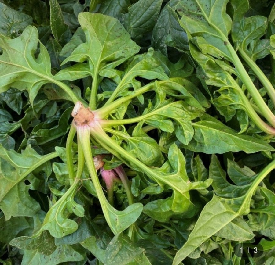 1kg rau muống ngọt trồng nhờ gió biển