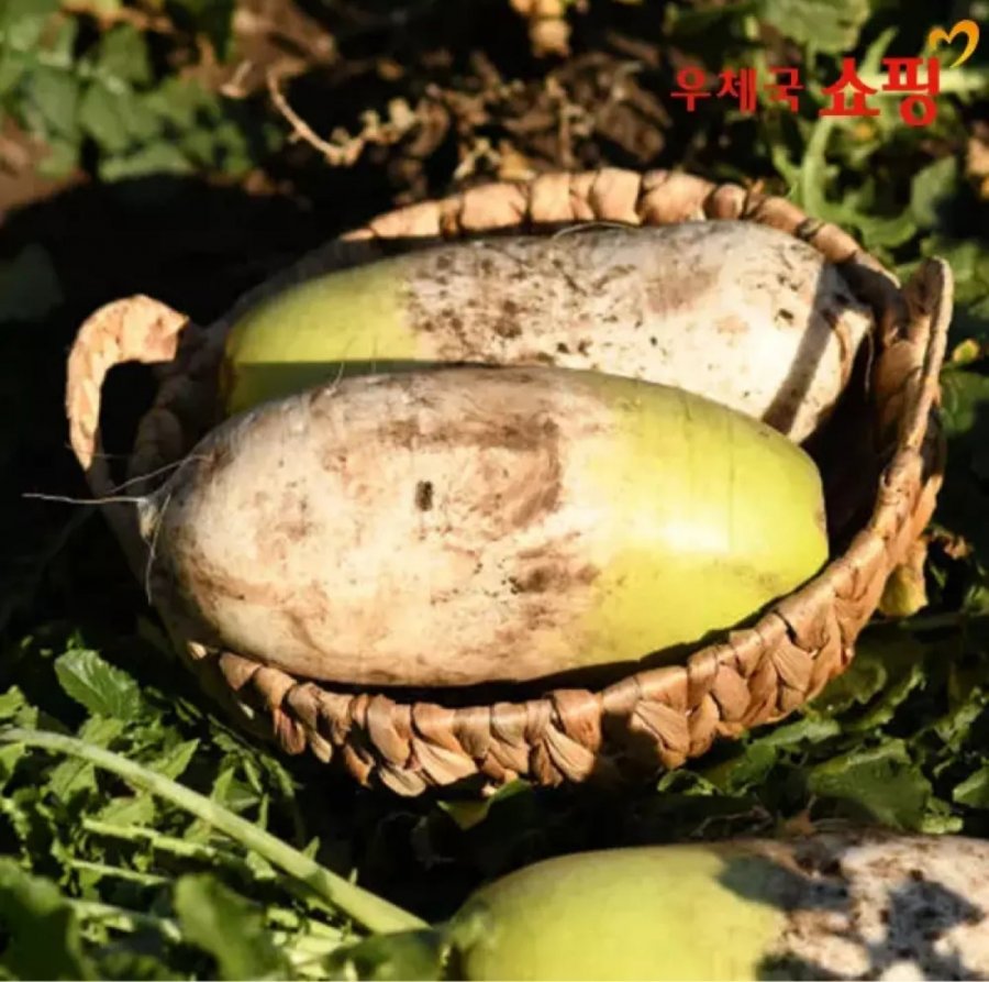 10kg củ cải giòn từ ruộng đất sét đỏ nội địa