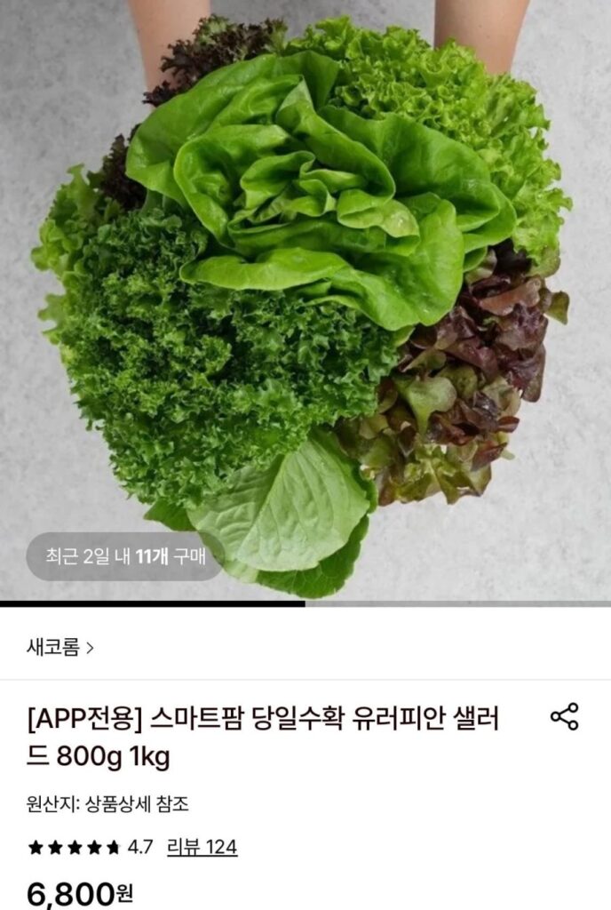 Smart Farm Thu hoạch trong ngày Salad Châu Âu 1kg