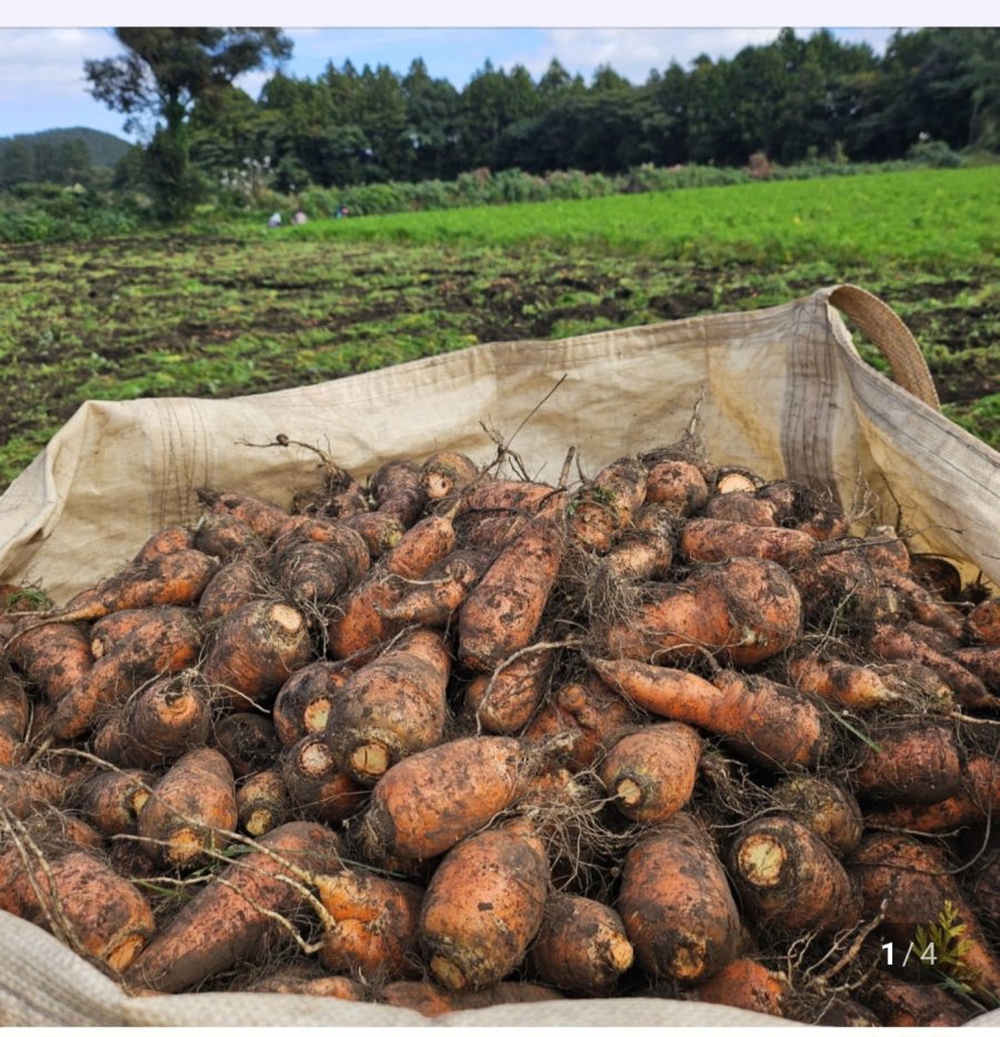 Cà rốt đất Jeju Gujwa 5kg