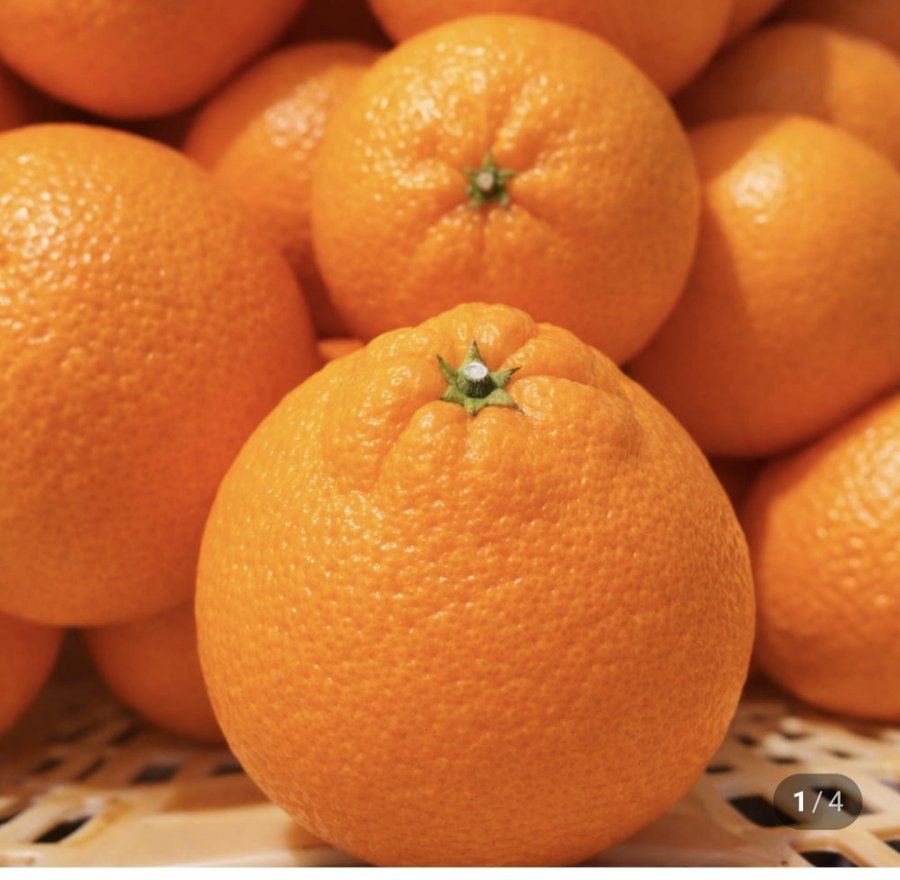 Jeju Hallabong Sử Dụng Tại Nhà 2.5kg