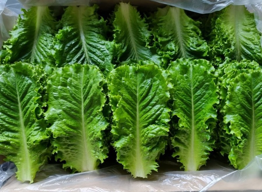 2 kg romaine được giao trực tiếp từ trang trại