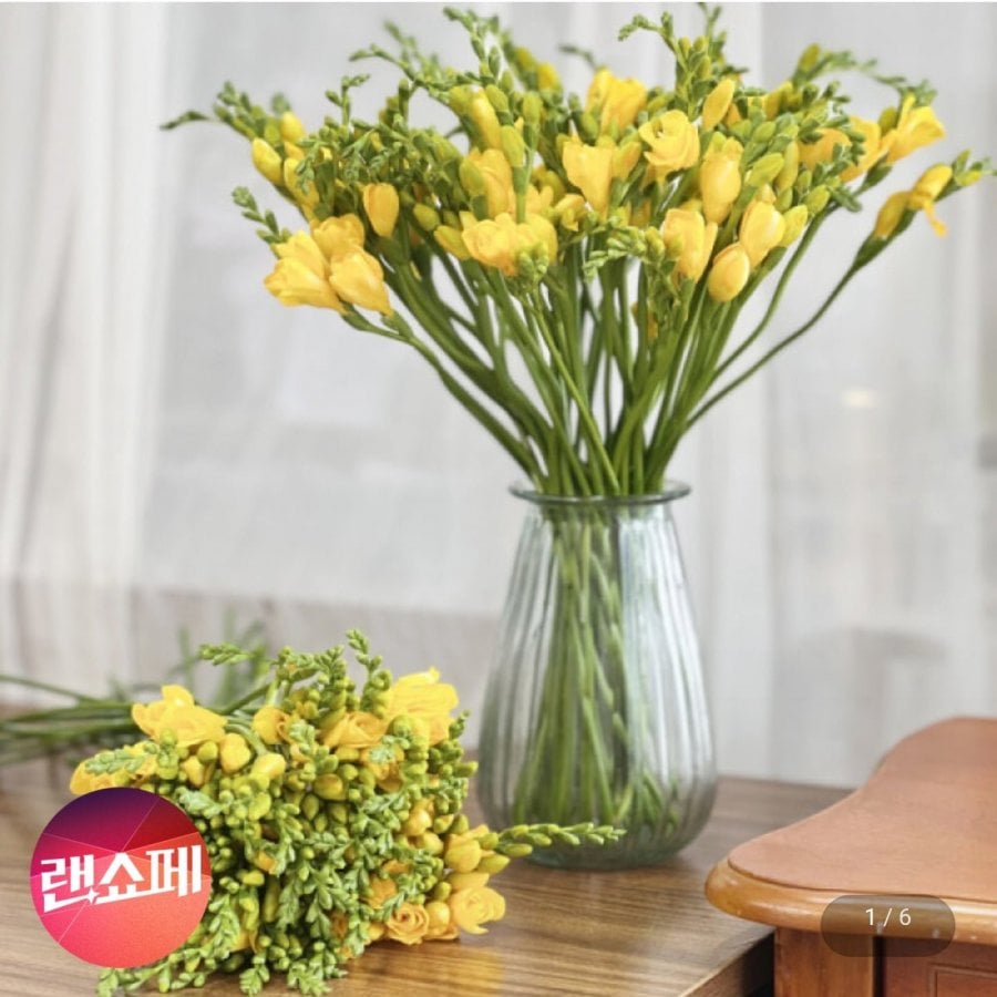 16~20 hoa lan Nam Phi tươi