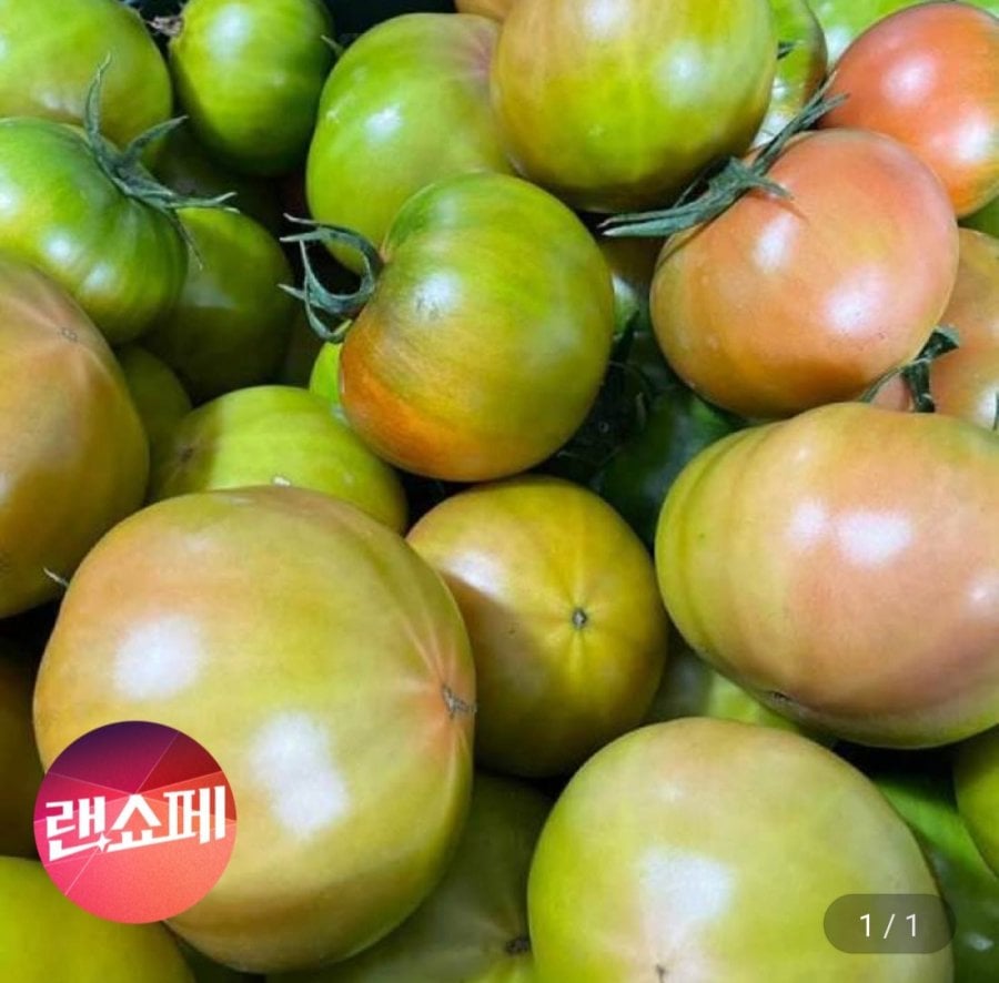 Cà chua Busan Daejeo quả lớn 2,5kg~