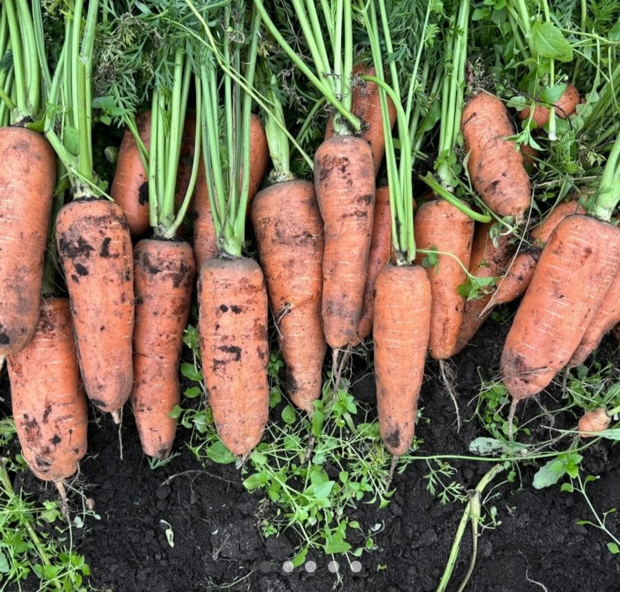 Cà rốt Jeju Gujwa 5kg King