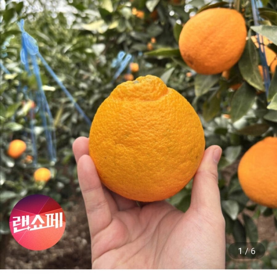 Jeju Noji Hallabong trọng lượng tịnh 4,5kg hỗn hợp