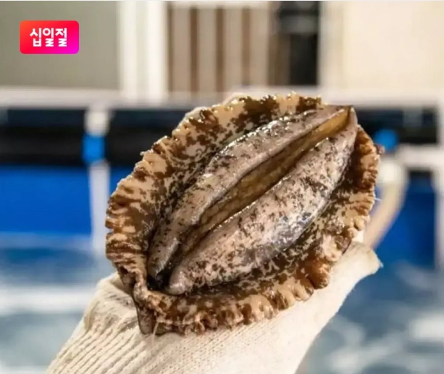 Bào ngư 1kg 6~7 miếng