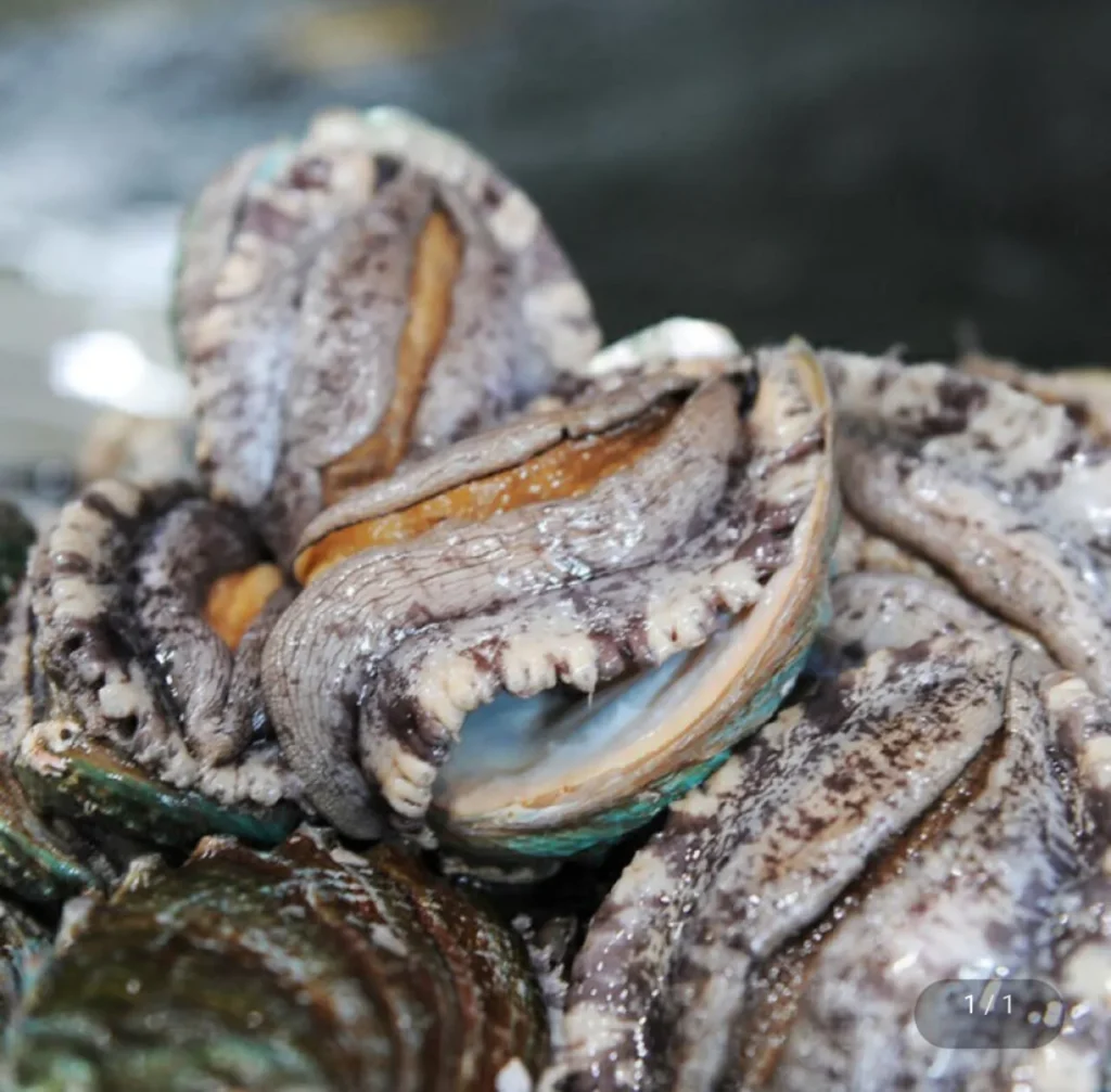 Quân phục Wando 1kg 6-7 cái