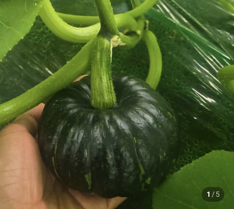 Bí ngô hạt dẻ mini nội địa đặc biệt 1kg