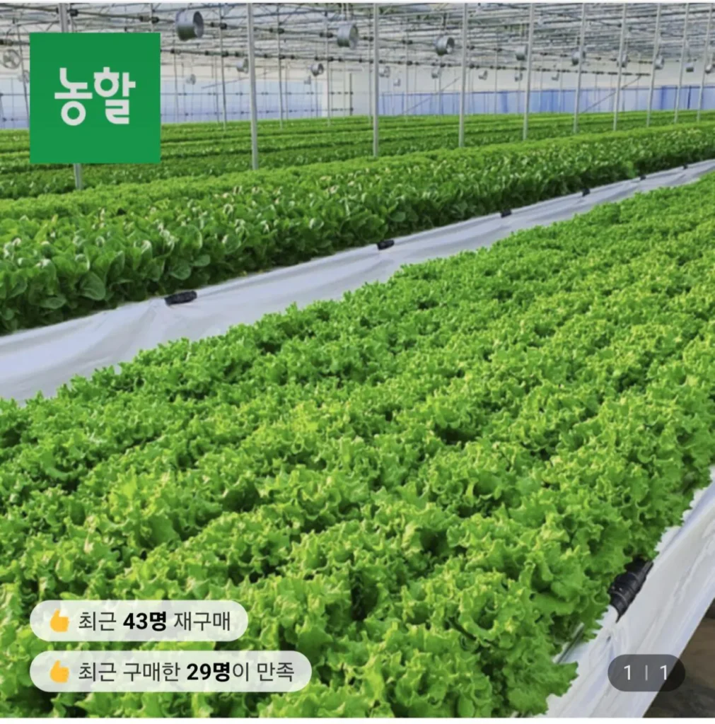 Rau xà lách các loại 1kg