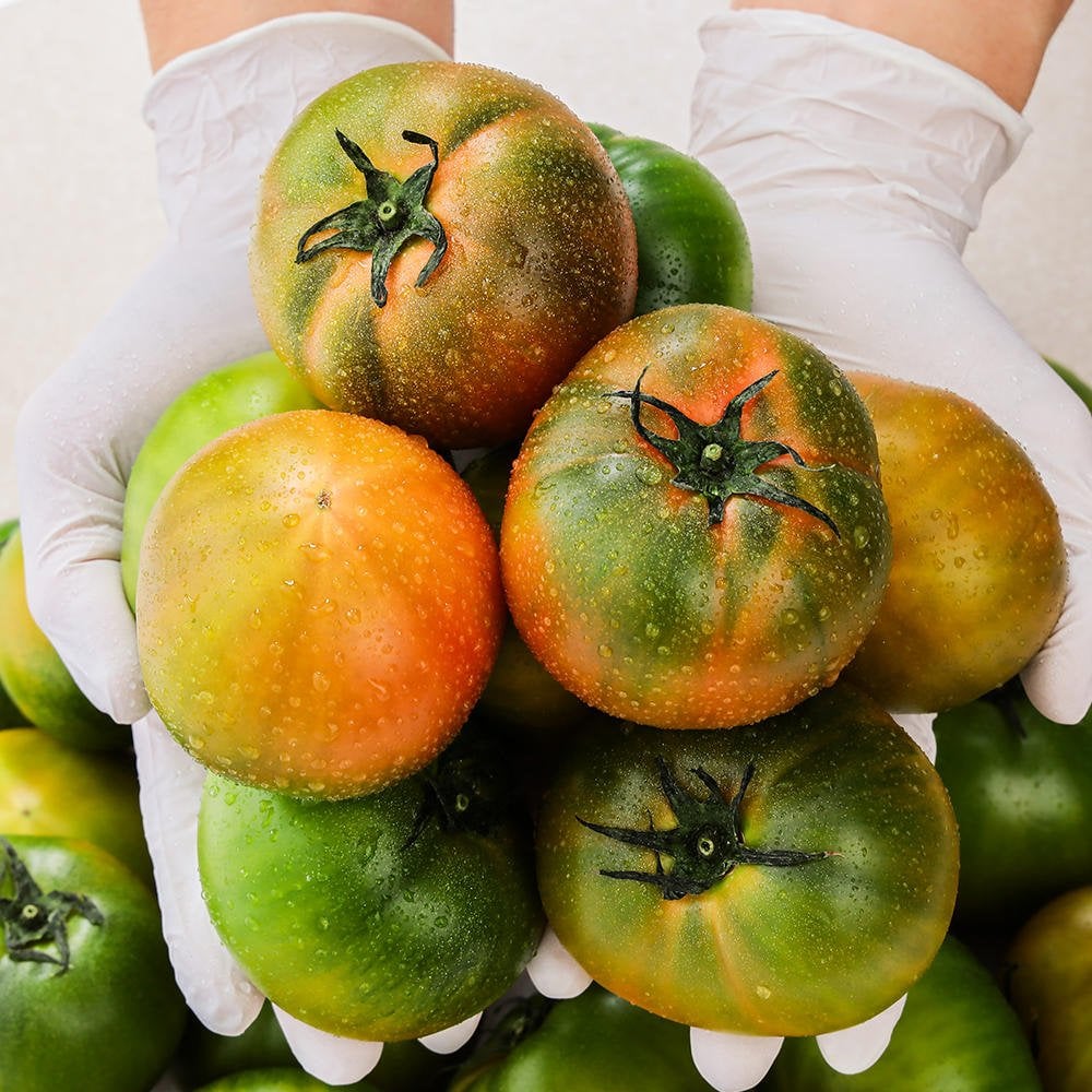 Cà Chua Busan Daejeo 2.5g S-3S